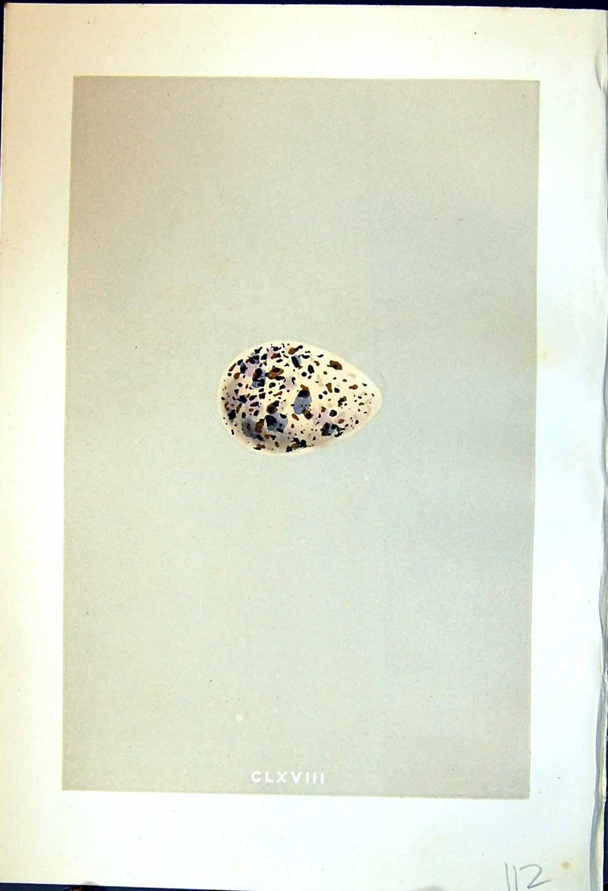 Old Print Rev. Morris C1875 Natural History British Bird Eggs Greenshank 19th
