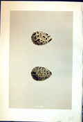 Old Print Colour Rev. Morris C1875 Natural History British Bird Eggs Ruff 19th