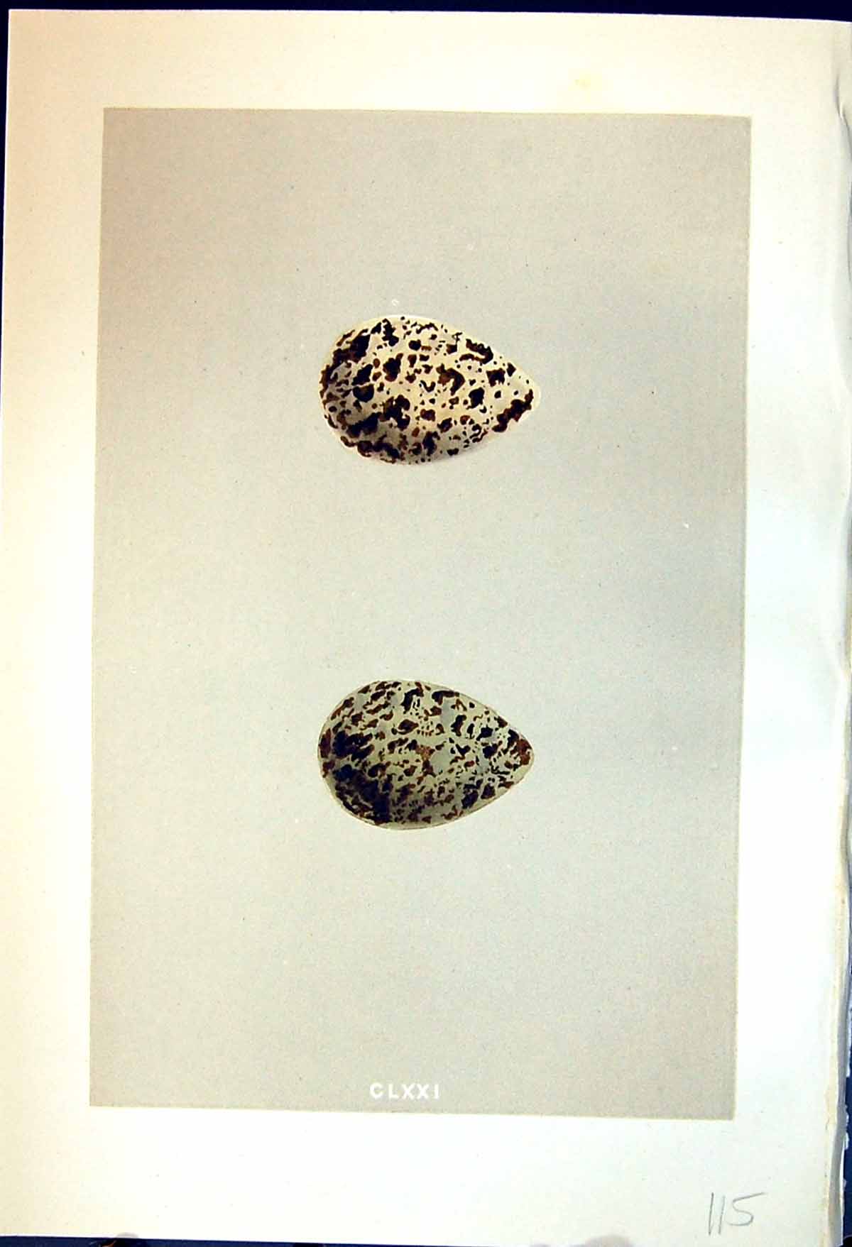 Old Print Colour Rev. Morris C1875 Natural History British Bird Eggs Ruff 19th