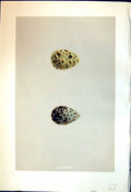 Old Print Rev. Morris C1875 Natural History British Bird Eggs Snipe Snite 19th