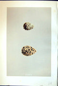 Old Print Morris C1875 Natural History British Bird Eggs Curlew Sandpiper 19th