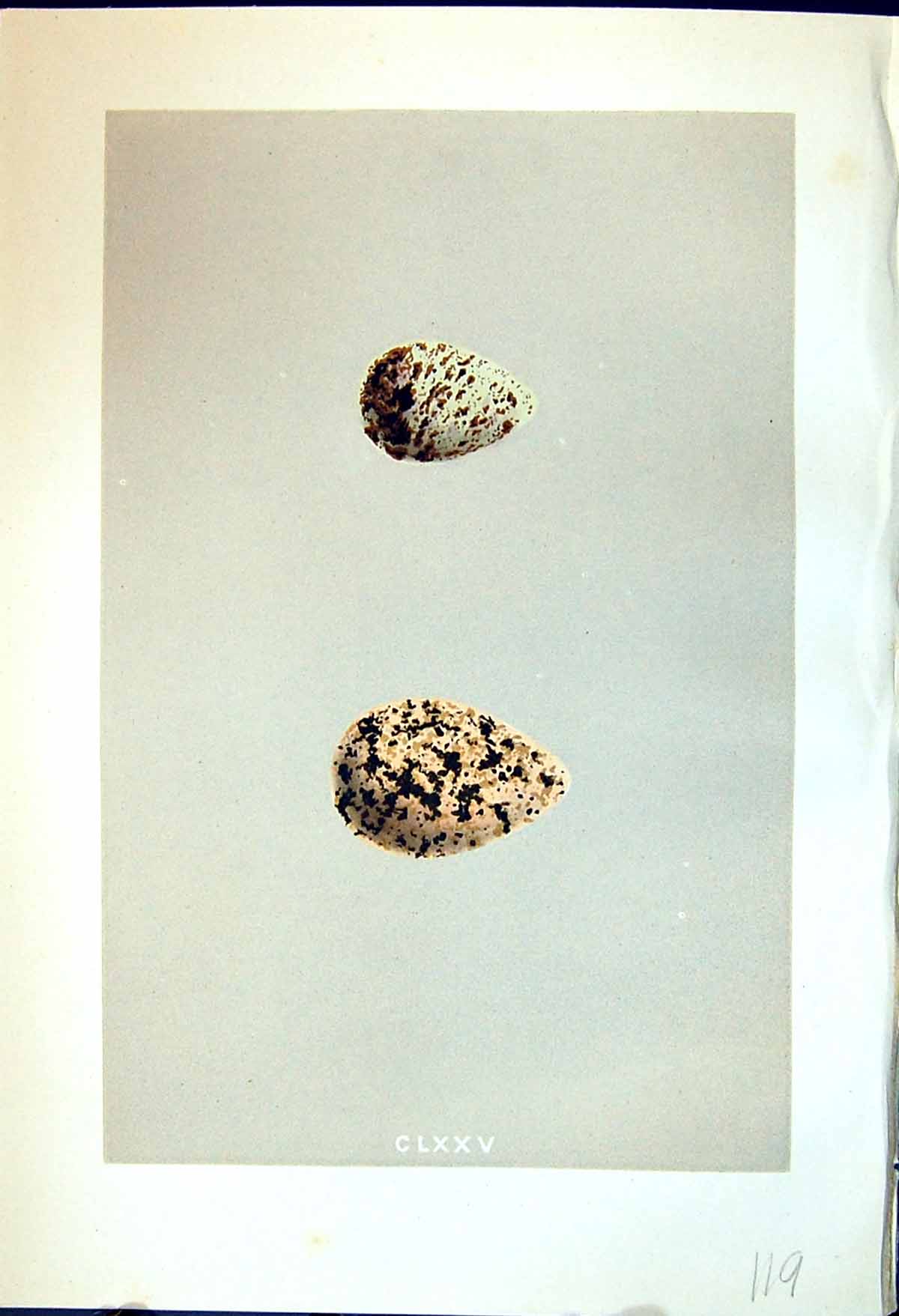 Old Print Morris C1875 Natural History British Bird Eggs Curlew Sandpiper 19th