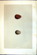 Old Morris C1875 Natural History British Bird Eggs Broad-Billed Sandp Victorian