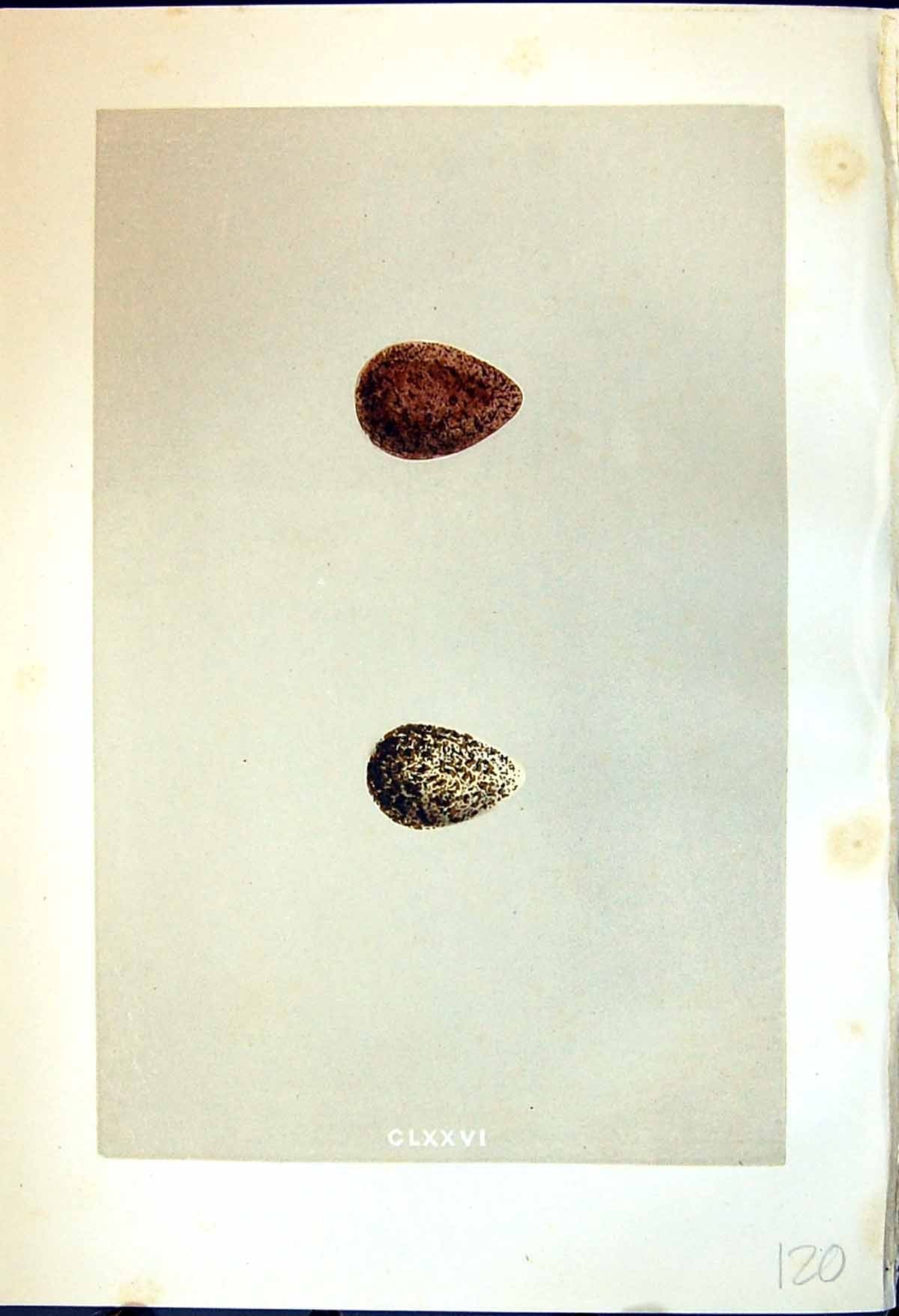 Old Morris C1875 Natural History British Bird Eggs Broad-Billed Sandp Victorian