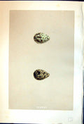 Old Rev. Morris C1875 Natural History British Bird Eggs Temminck Stin Victorian