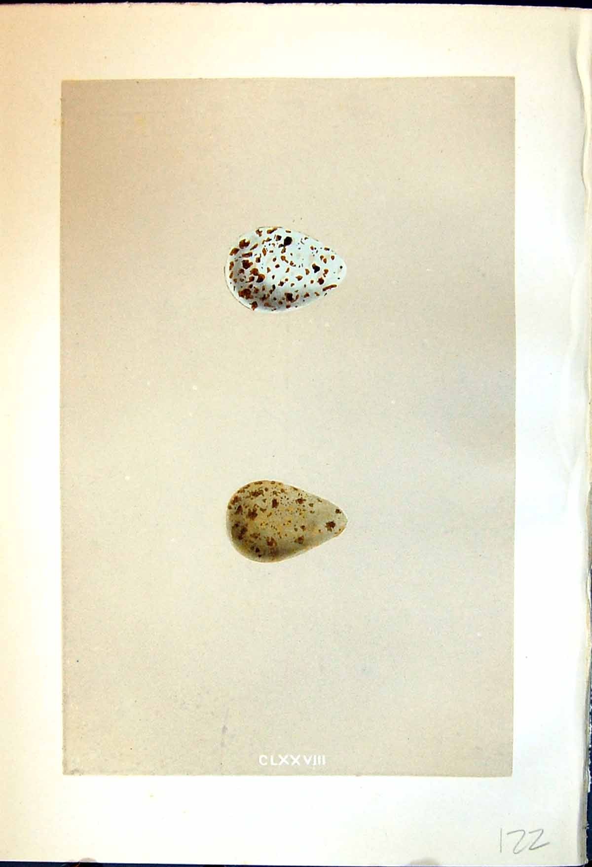Antique Old Print Rev. Morris C1875 Natural History British Bird Eggs Dunlin