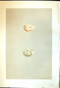 Antique Print Rev. Morris C1875 Natural History British Bird Eggs Land-Rail