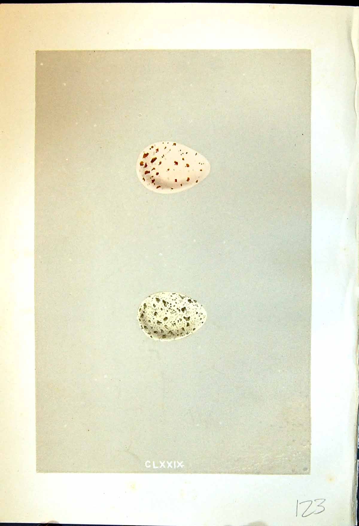 Antique Print Rev. Morris C1875 Natural History British Bird Eggs Land-Rail