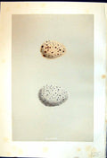 Old Rev. Morris C1875 Natural History British Bird Eggs Moor Hen Coot Victorian