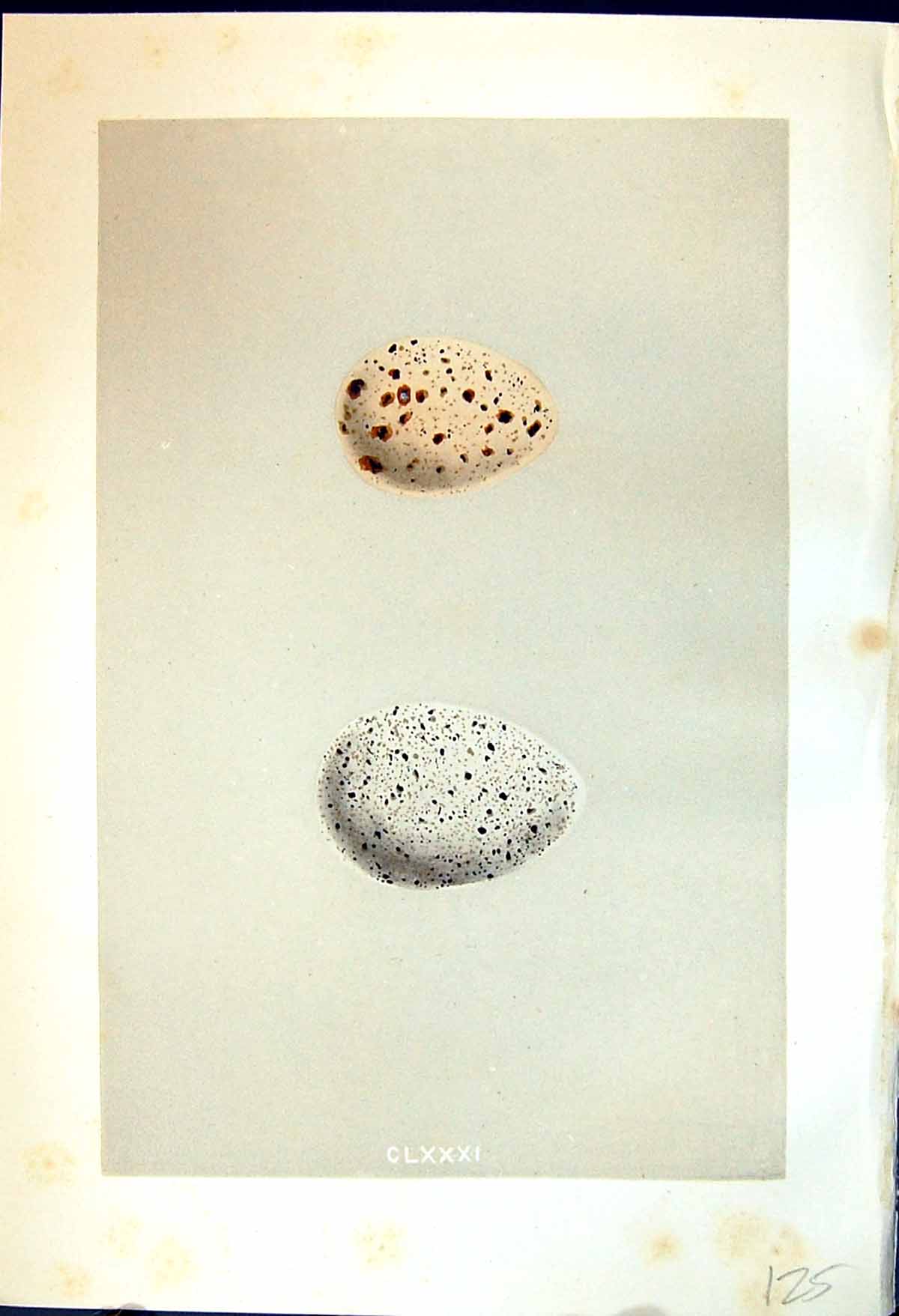 Old Rev. Morris C1875 Natural History British Bird Eggs Moor Hen Coot Victorian