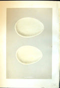 Old Morris C1875 Natural History British Bird Eggs Pink-Footed Goose Victorian