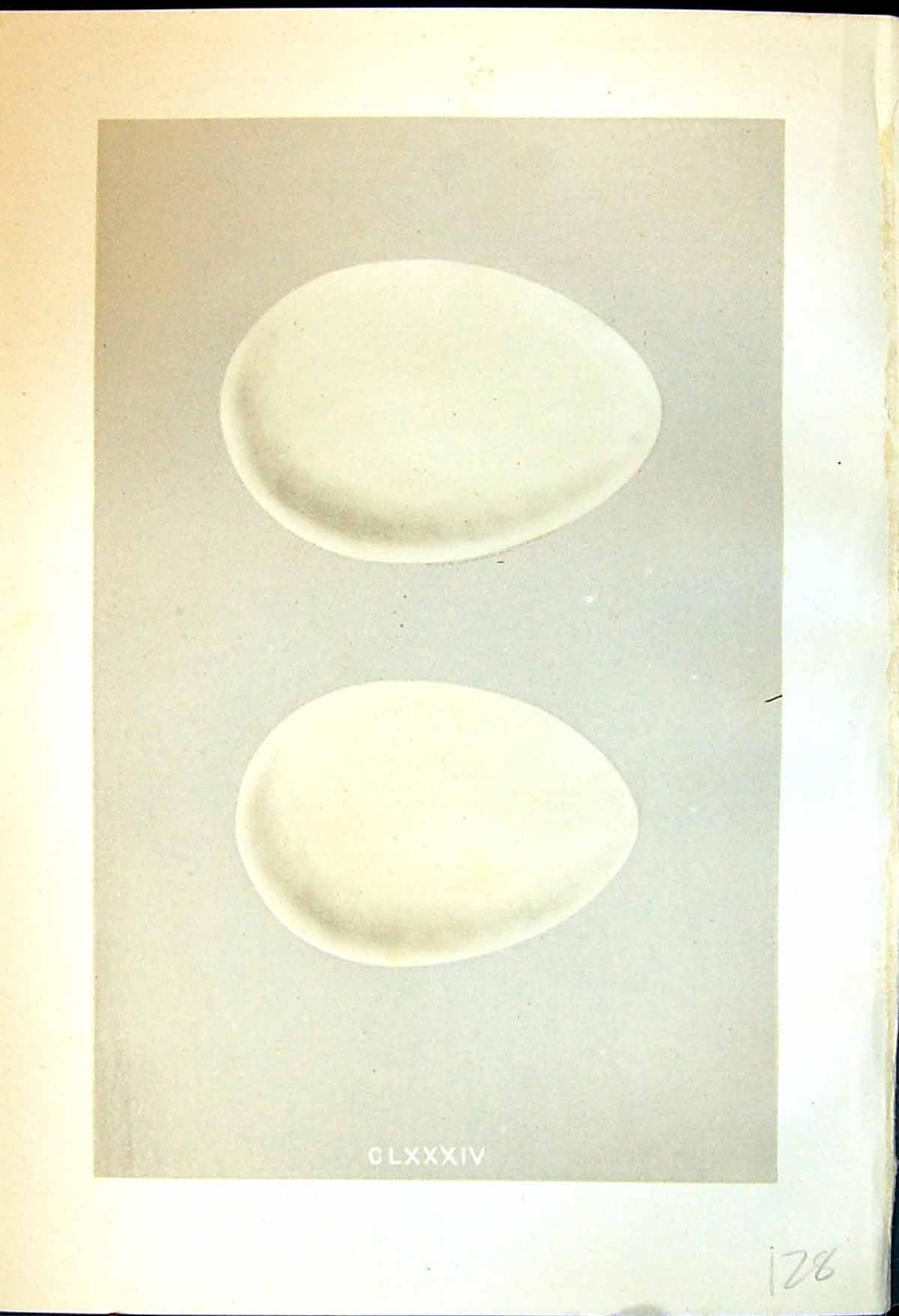 Old Morris C1875 Natural History British Bird Eggs Pink-Footed Goose Victorian