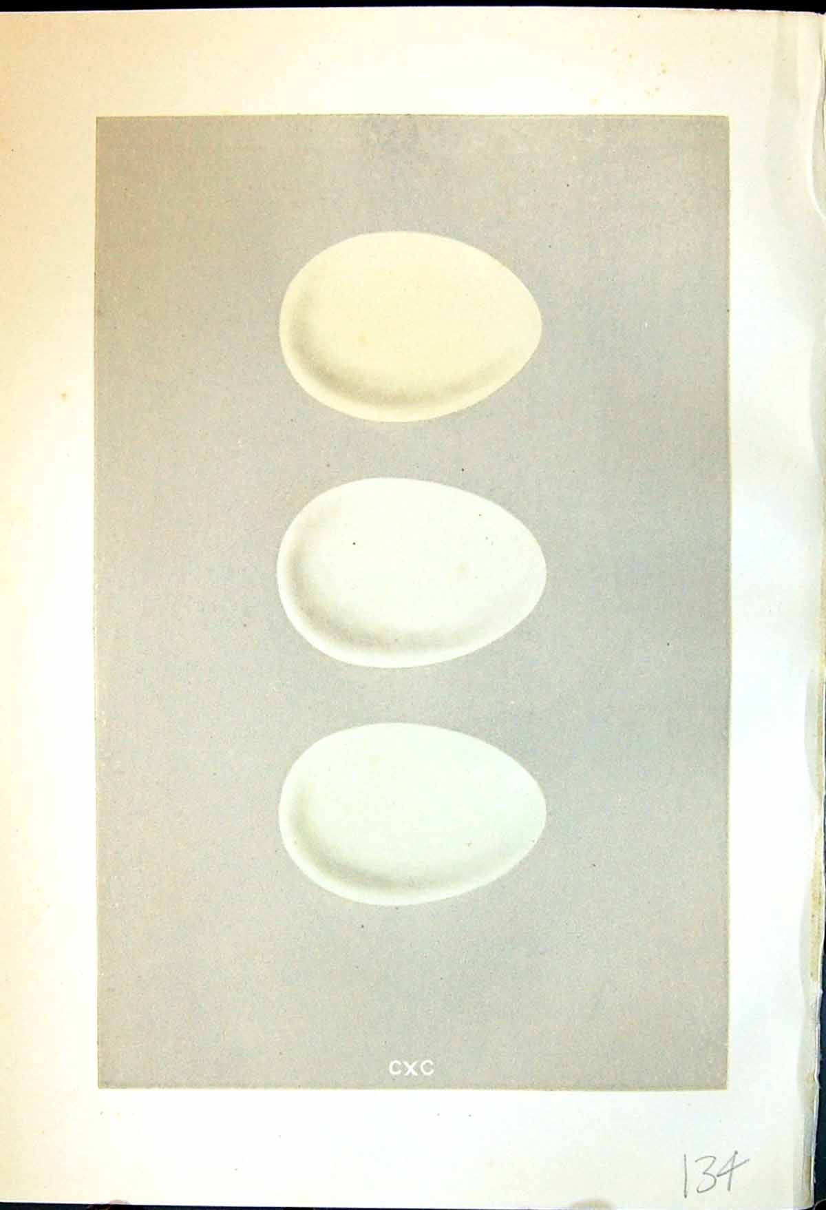 Antique Print Rev. Morris C1875 Natural History British Bird Eggs Shoveler 19th
