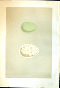 Old Print Rev. Morris C1875 Natural History British Bird Eggs Little Auk 19th