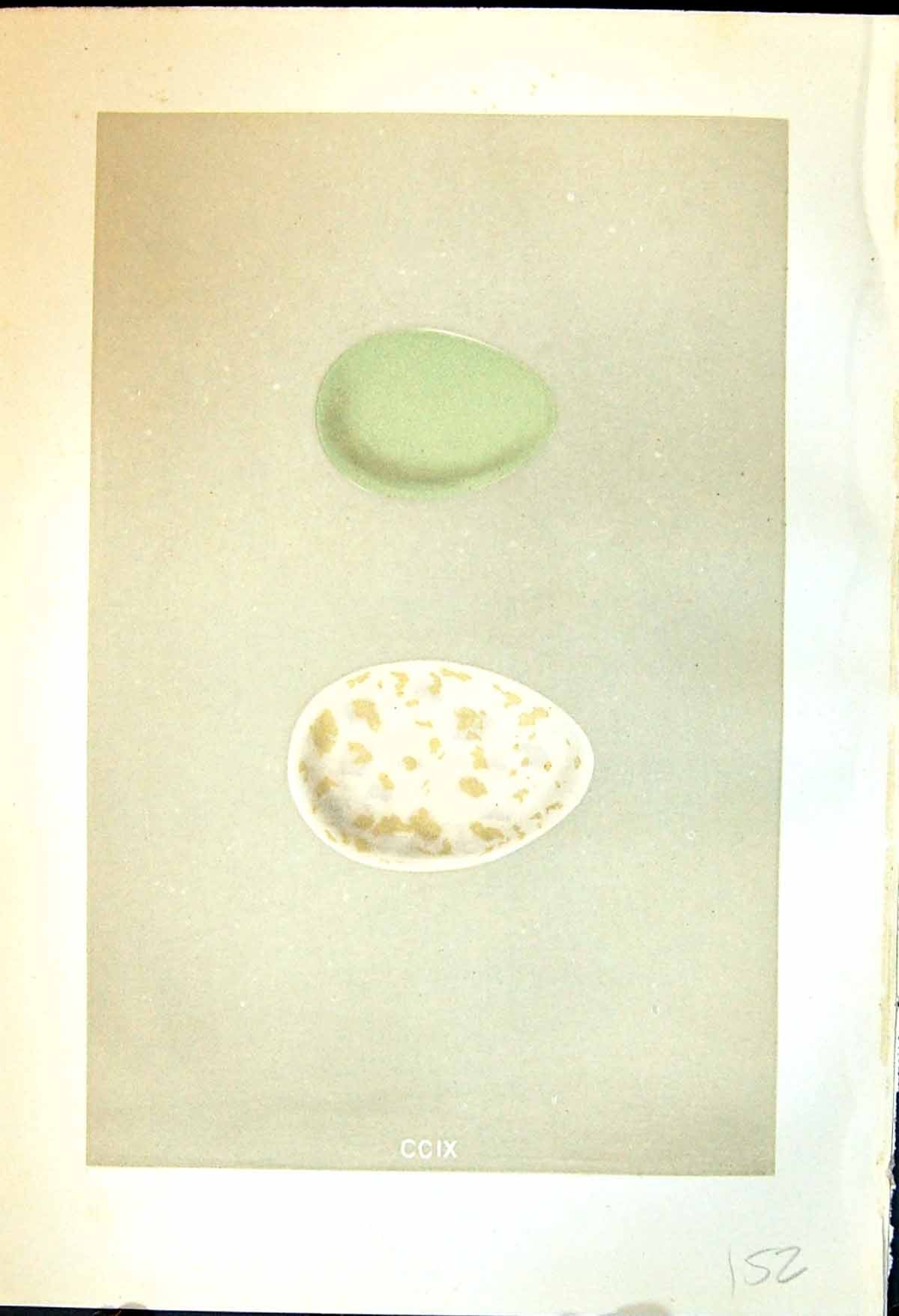 Old Print Rev. Morris C1875 Natural History British Bird Eggs Little Auk 19th