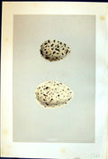 Old Rev. Morris C1875 Natural History British Bird Eggs Caspian Tern Victorian