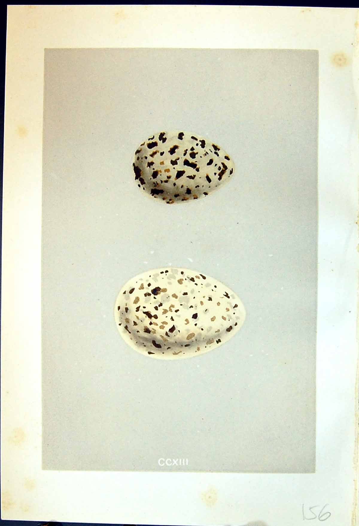 Old Rev. Morris C1875 Natural History British Bird Eggs Caspian Tern Victorian