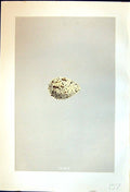 Old Rev. Morris C1875 Natural History British Bird Eggs Roseate Tern Victorian