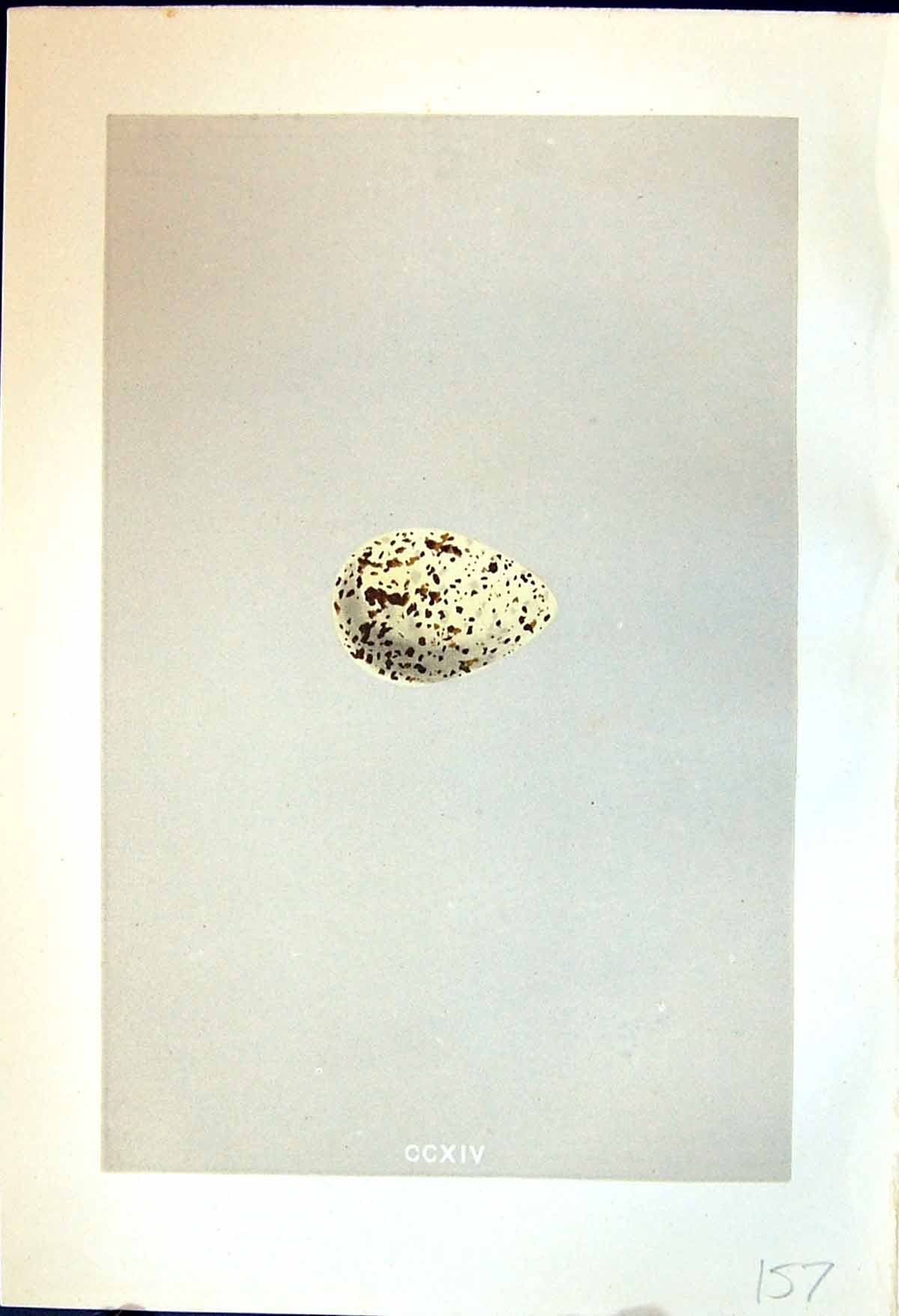 Old Rev. Morris C1875 Natural History British Bird Eggs Roseate Tern Victorian