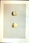 Old Print Rev. Morris C1875 Natural History British Bird Eggs Common Tern 19th