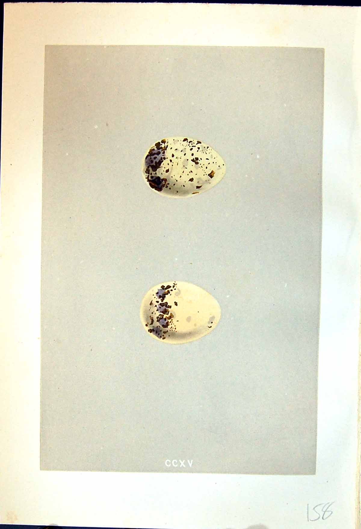 Old Print Rev. Morris C1875 Natural History British Bird Eggs Common Tern 19th