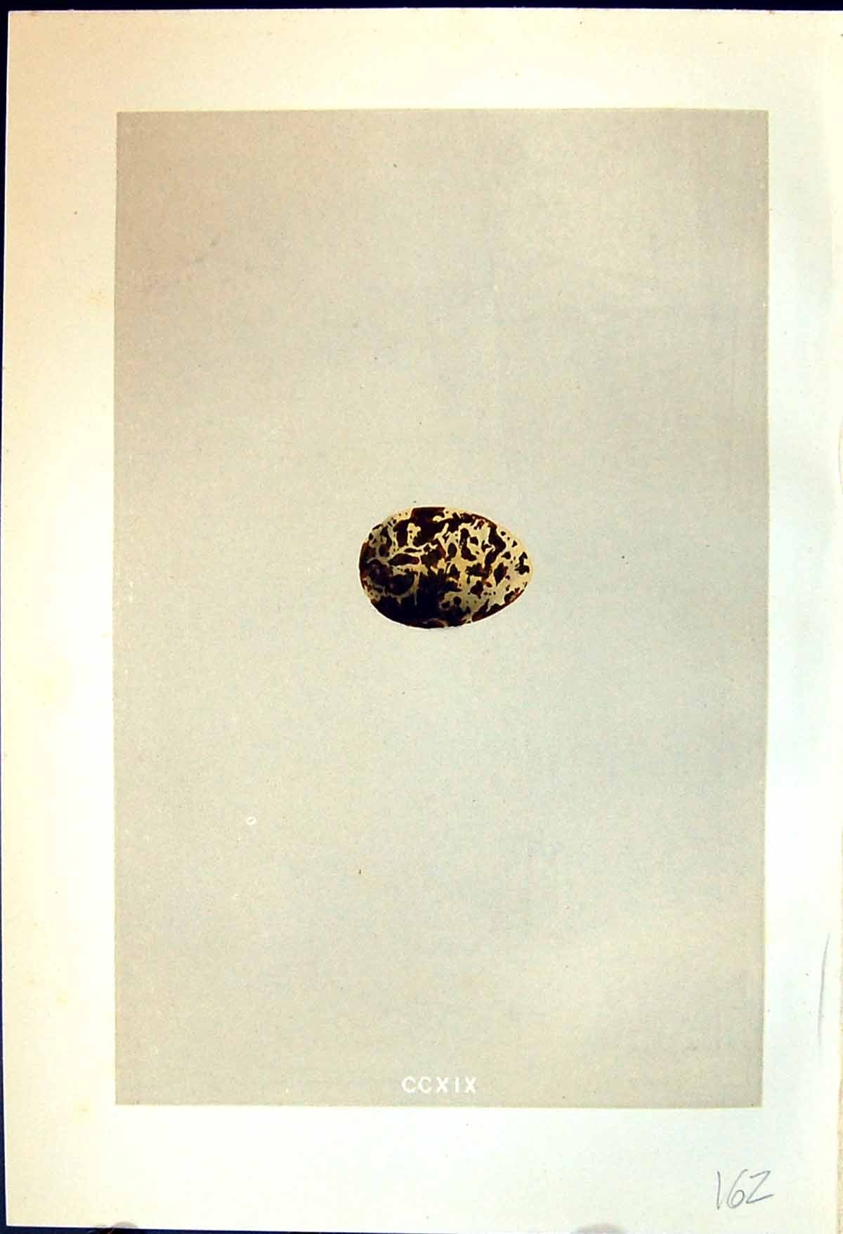 Old Morris C1875 Natural History British Bird Eggs White-Winged Black Victorian