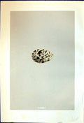 Old Rev. Morris C1875 Natural History British Bird Eggs Sabine'S Gull Victorian