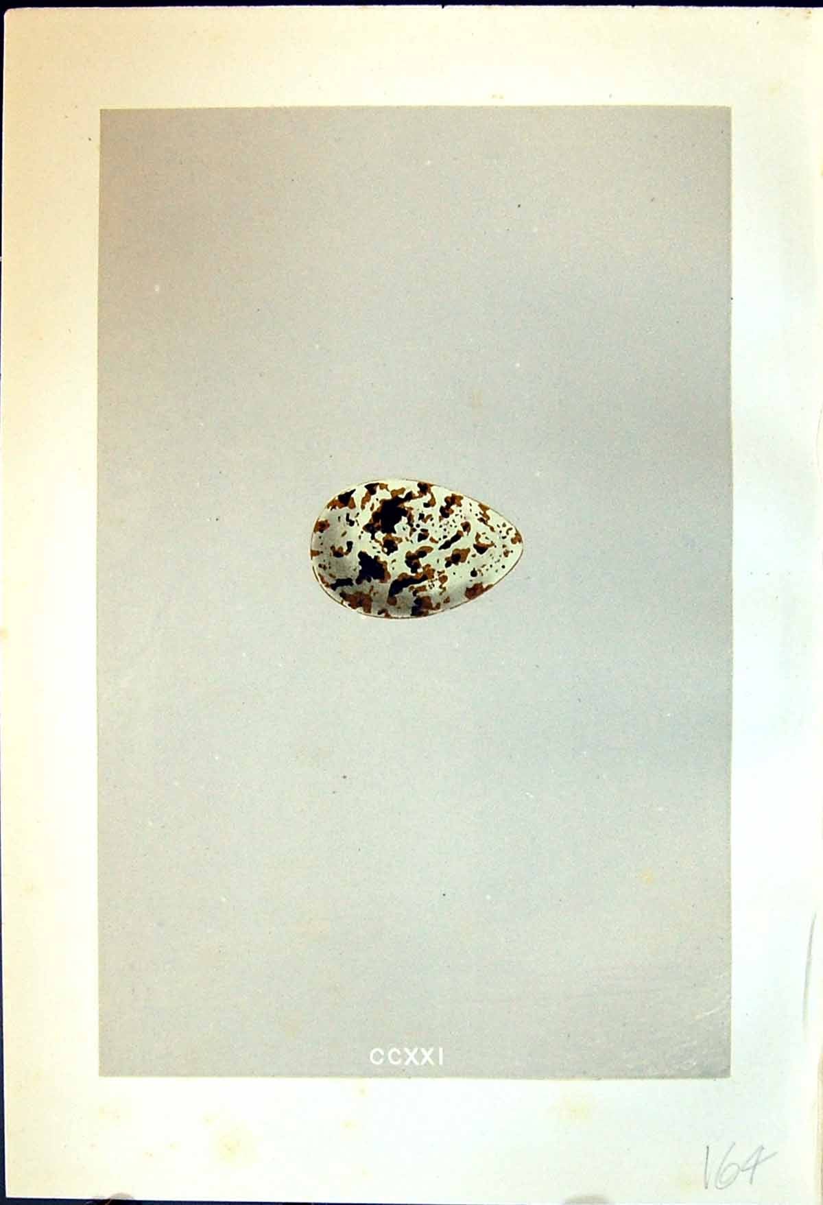 Old Rev. Morris C1875 Natural History British Bird Eggs Sabine'S Gull Victorian