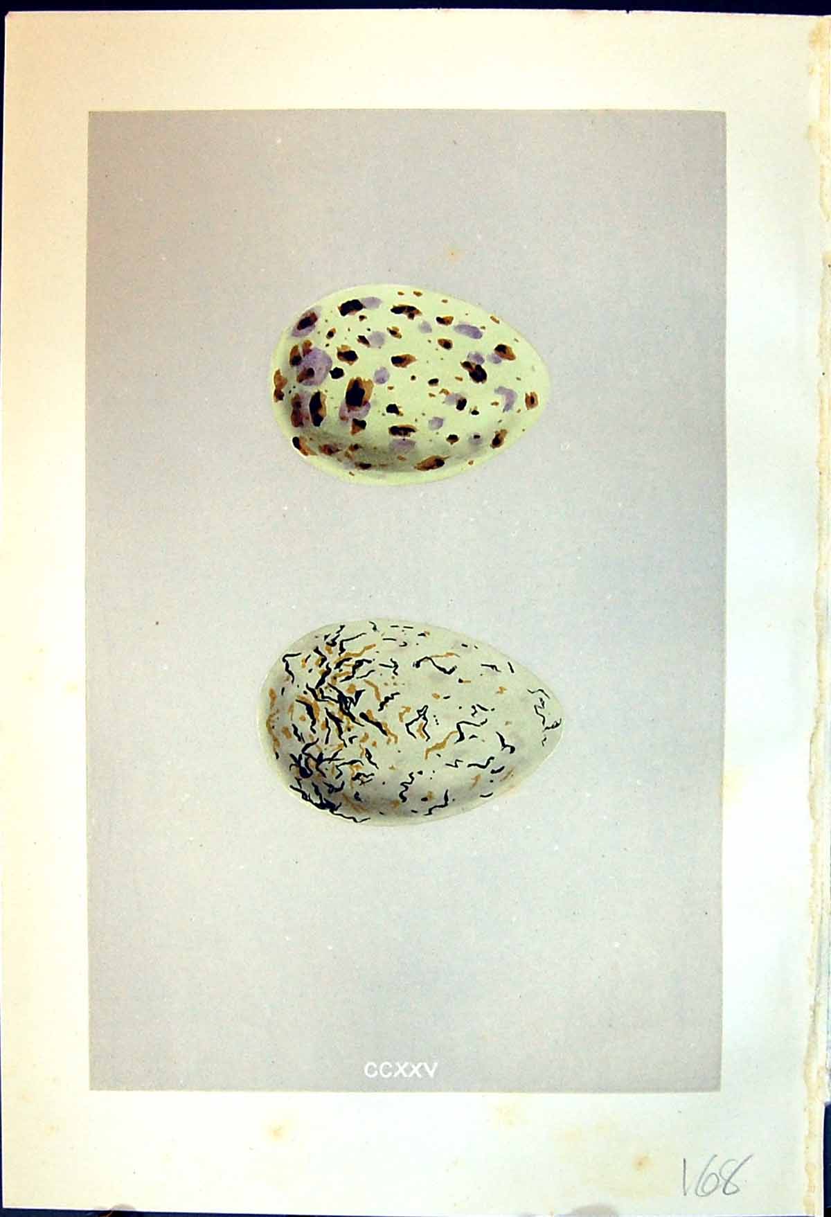 Old Print Rev. Morris C1875 Natural History British Bird Eggs Common Gull 19th