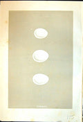 Old Morris C1875 Natural History British Bird Eggs Storm Wilson'S Pet Victorian