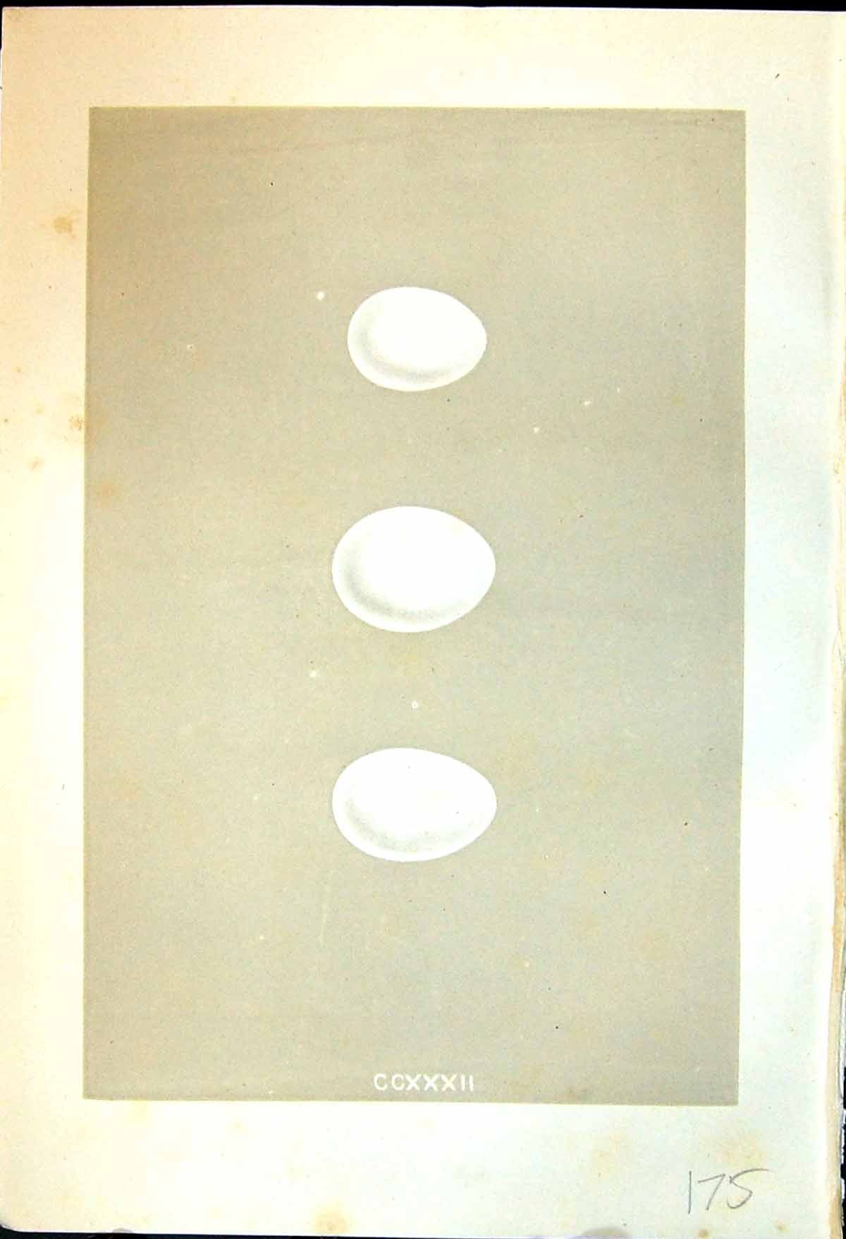 Old Morris C1875 Natural History British Bird Eggs Storm Wilson'S Pet Victorian