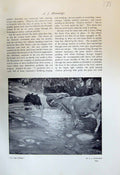 Old Antique Print 1913 Cows In The Stream Munnings Yellow Case Verpilleux 20th