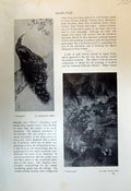Antique Old Print 1913 Peacock Bird Yoshimura Kokei Landscape Pien Ching-Chao