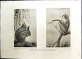 Old Red Quirrel Winifred Austen Night Herons Birds White Rats Studio