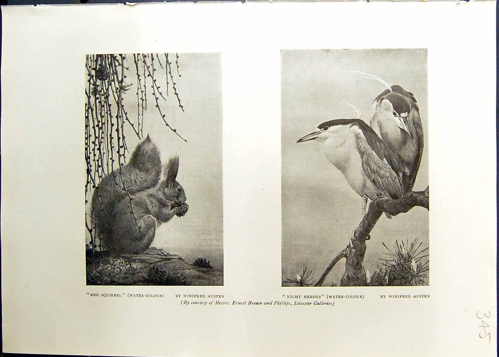 Old Red Quirrel Winifred Austen Night Herons Birds White Rats Studio