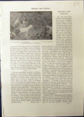 Original Old Antique Print Fig Orchard Trees Horses Tsuji Nagatoshi Studio 1911