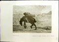 Old Studio 1911 Phoebus Et Boree Horse Millet Bucheronnes Ladies Farm 20th