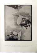 Antique Old Print Stencil Plate Chidori Japanese Bird Leaves Fuki Plant 1912