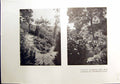 Old 1912 Wild Garden Bog Garden Underley Hall Levens Hall Westmorland 20th