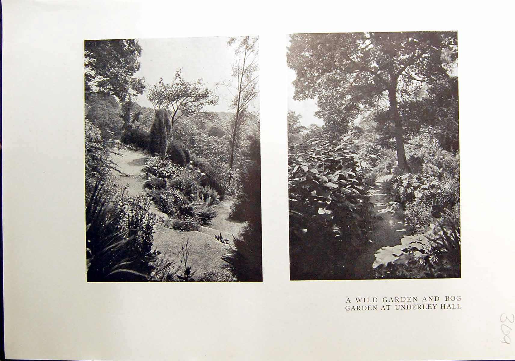 Old 1912 Wild Garden Bog Garden Underley Hall Levens Hall Westmorland 20th