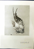 Old Little Jap Cockerel Winifred Austen Warwick Castle William Monk