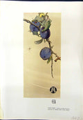 Original Old Antique Print Fruit Plant War-Time Colour 1913 Anna Airy 20th