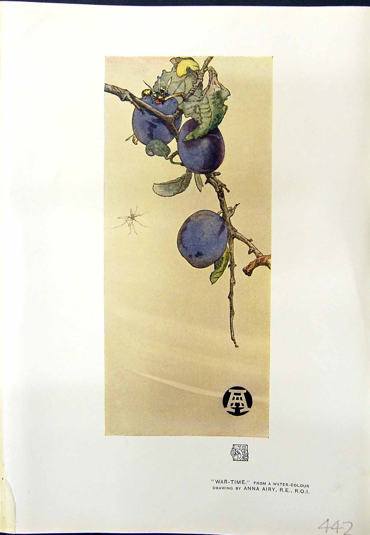 Original Old Antique Print Fruit Plant War-Time Colour 1913 Anna Airy 20th