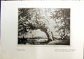 Original Old Antique Print Willow Tree Robins Cass New York Norriss Tait 1914