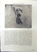 Old Faggots Lady Forrester Wilson 1914 Green Richmond Whitelaw Hamilt 20th