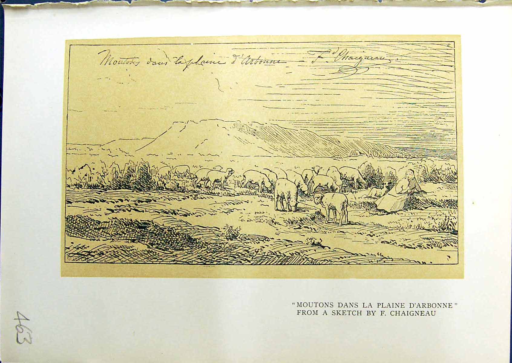 Original Old Antique Print Moutons Dans Plaine D'Arbonne Chaigneau 1914 Colour