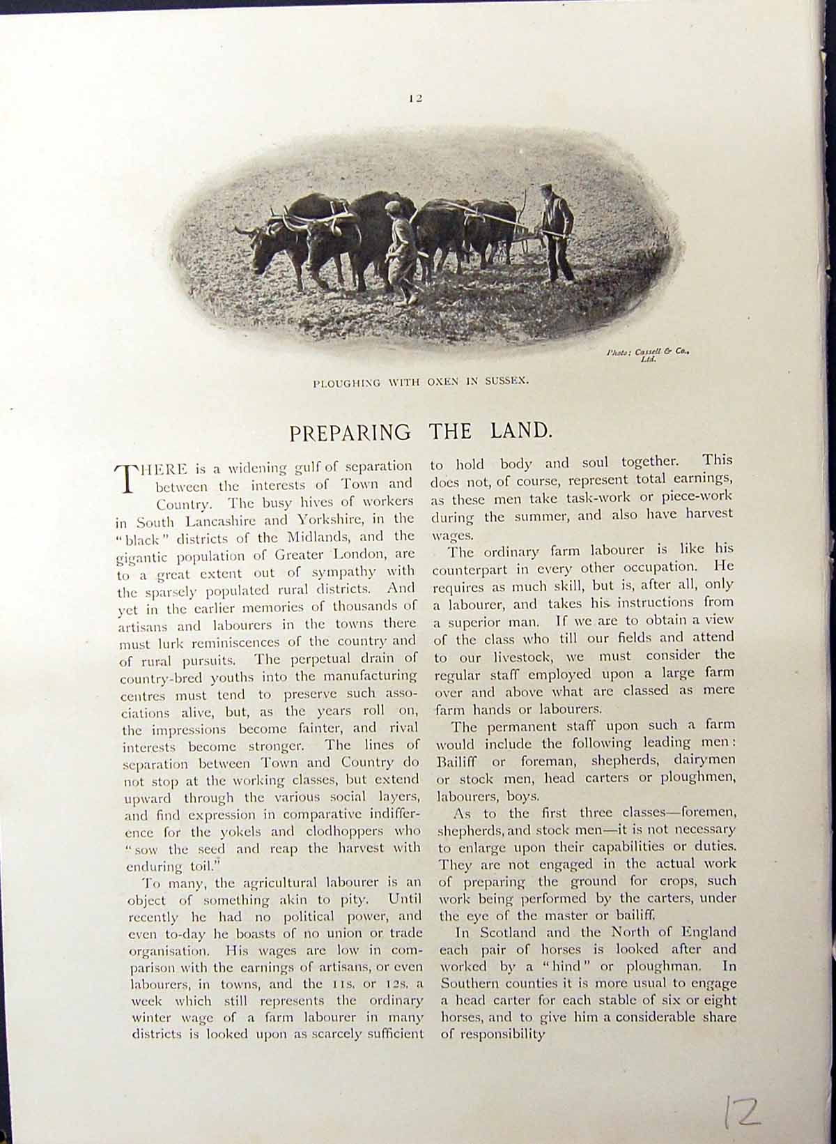 Old Ploughing Oxen Sussex Horses Manuring Land Essex Farming Britain