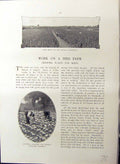 Old Seed Farm Growing Plants Cabbages Suttons Webb Turnip Carters Bri