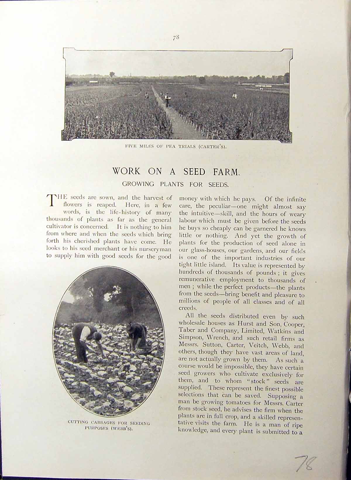 Old Seed Farm Growing Plants Cabbages Suttons Webb Turnip Carters Bri