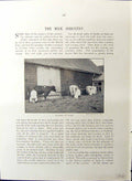 Old Britain Work C1910 Milk Industry Cows Dairy Farm Aylesbury Horses 20th
